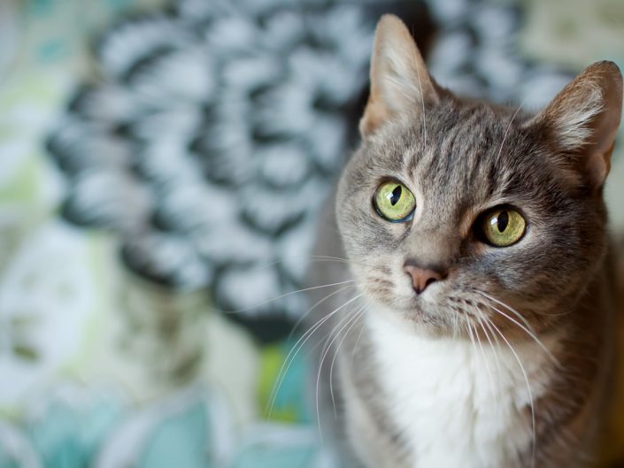 portrait of a grey tabby cat