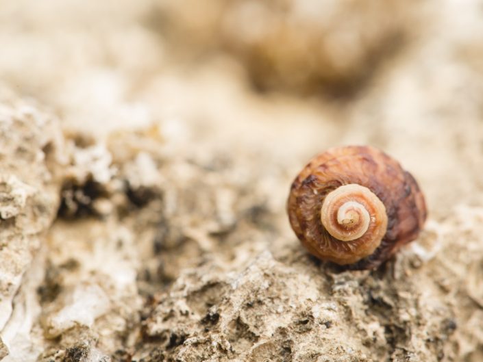 macro image of a shell at the beach