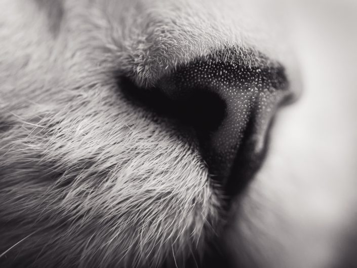 macro image of a cat nose in black and white