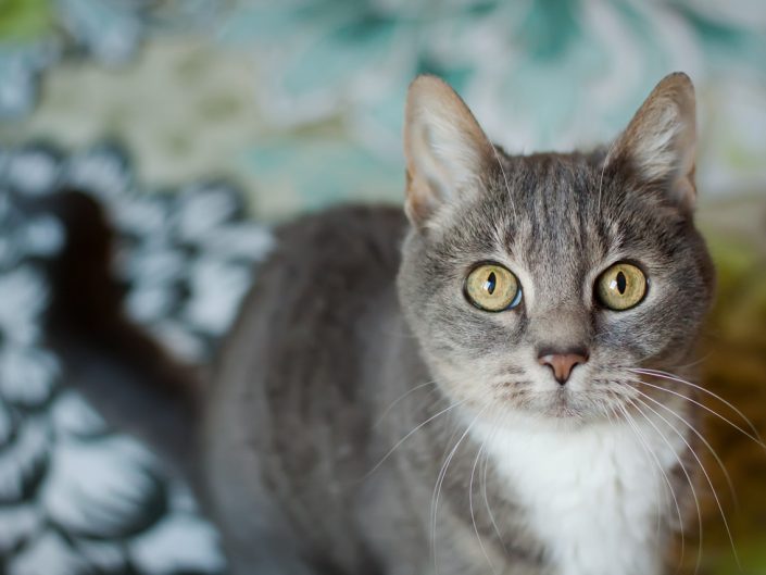 portrait of a grey tabby cat