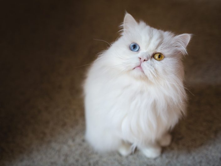 portrait of a white odd eyed Persian cat with different colored eyes
