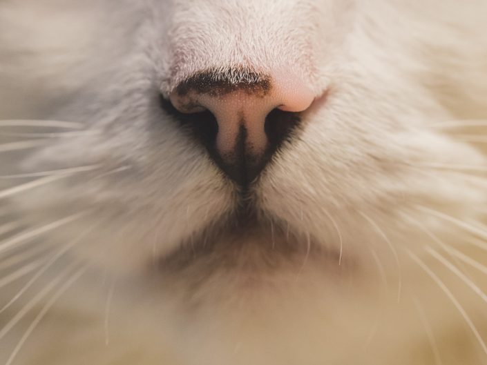 macro image of a cat's nose and mouth