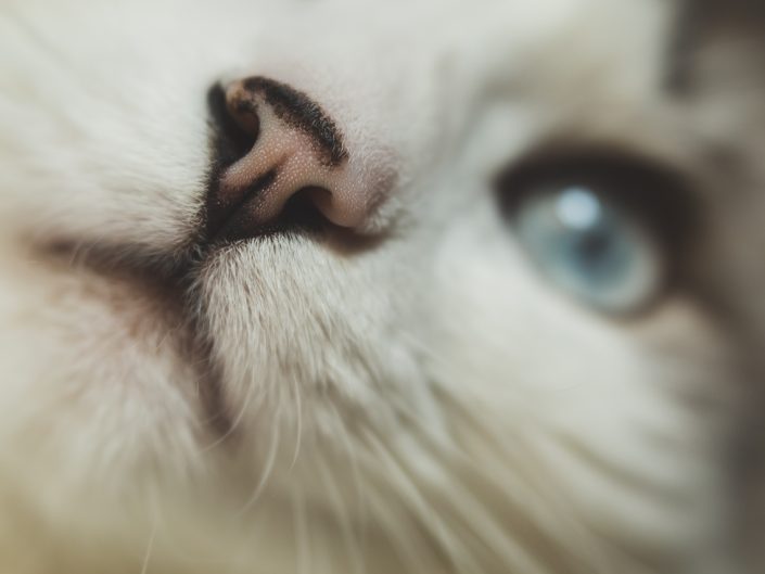 macro image of a cat's nose, mouth, whiskers and eye