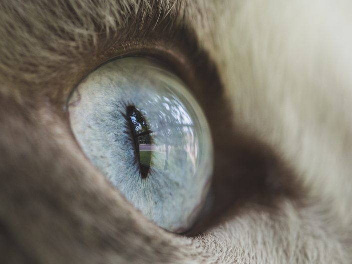 macro image of a cat's blue eye