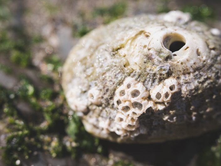 macro image of a limpet shell at the beach