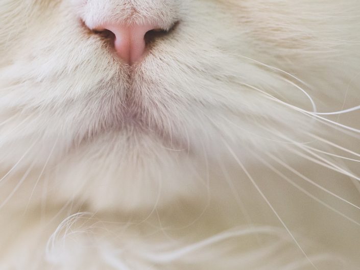 macro image of a white Persian cat nose, mouth and whiskers