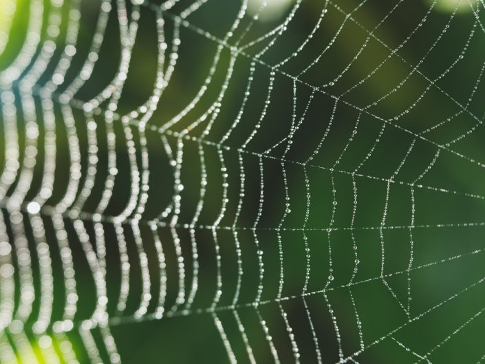 macro image of a dew covered spider web with bokeh on a green background