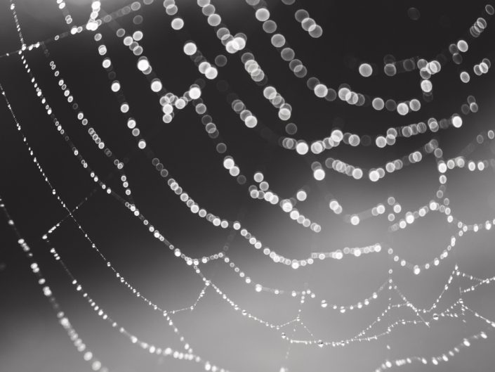 macro image of a dew covered spider web with bokeh in black and white