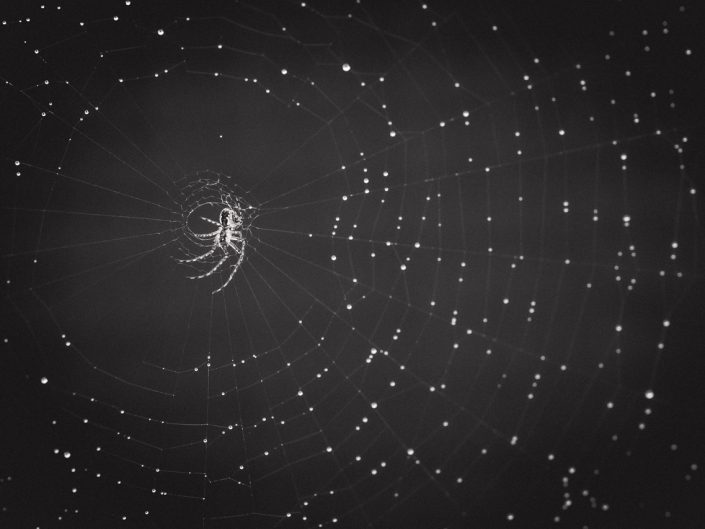 macro image of a spider in a dew covered spider web with bokeh in black and white