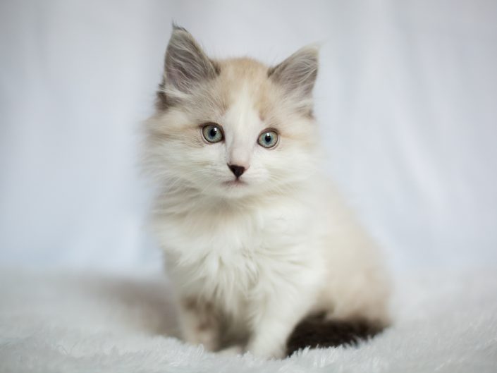 beige lynx point longhair kitten