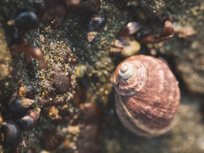 macro image of a shell at the beach