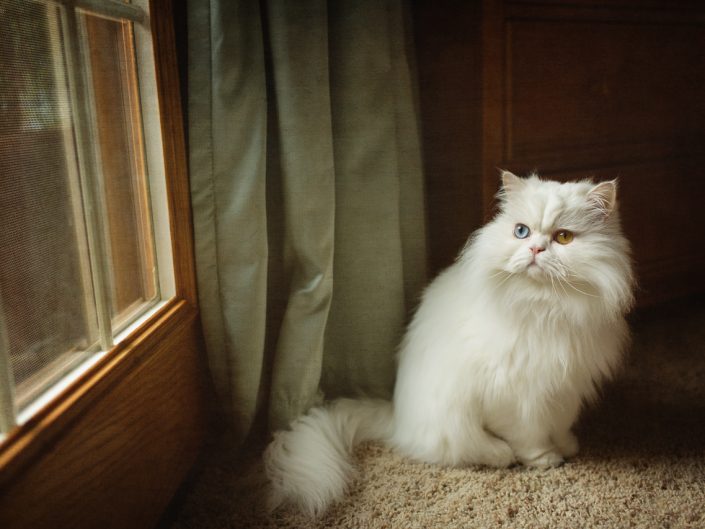 portrait of a white odd eyed Persian cat with different colored eyes