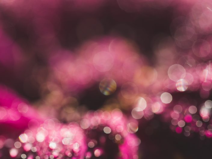 macro abstract image of a magenta flower with water bokeh